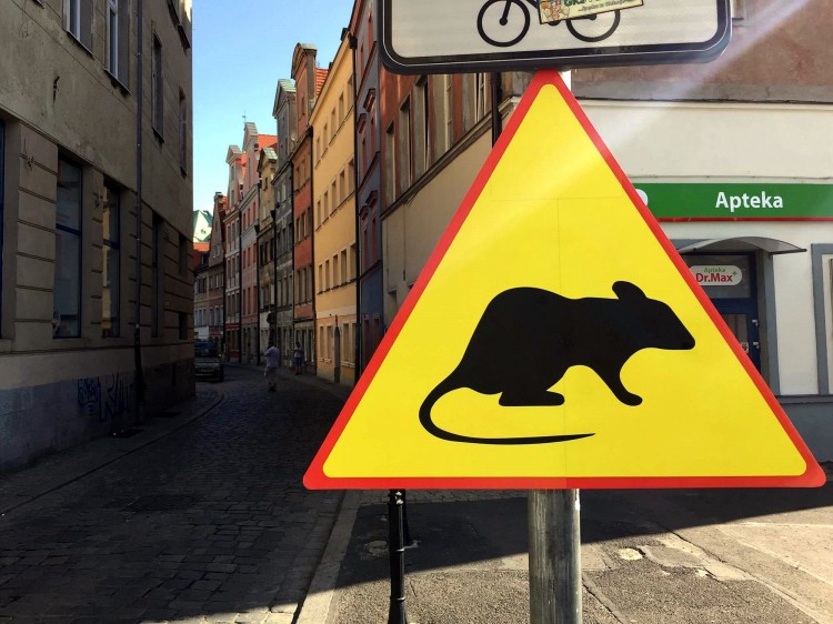 We Wrocławiu pojawił się nowy znak: Uwaga Szczury! [ZOBACZ ZDJĘCIA], Wojciech Bolesta